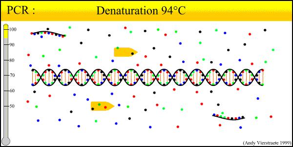 Moderní metody identifikace PCR V podstatě jde o amplifikaci (zmnožení) DNA nebo RNA (poté jde o RT-PCR, reverzní transkripce). Zahrnuje několik odlišných reakcí, které tvoří cyklus: 1.