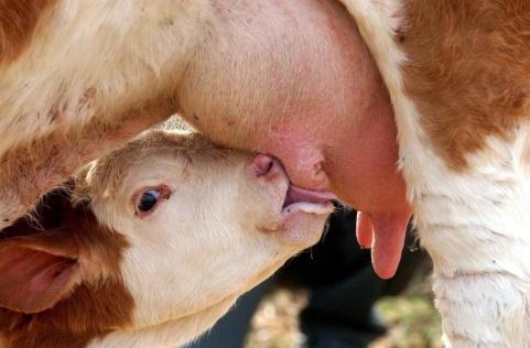 Záver Za posledných 20 rokov sa na Slovensku úspešne adaptovalo viac ako 10 mäsových plemien dobytka (Najobľúbenejšie sú Simentál, Charolais a Limousine) Nahromadilo sa dostatok