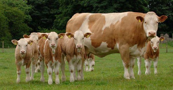 Počet mäsových kráv v kontrole úžitkovosti mäsového dobytka