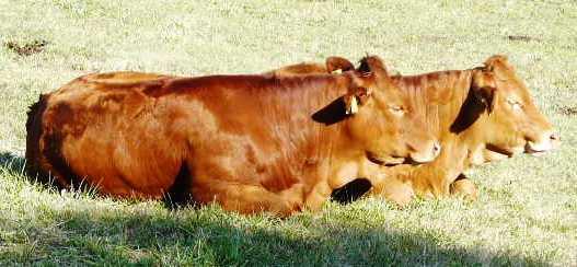 M1-5 Simentál (SM + SS) 7544 16523 Charolais 1364 8100 Limousin