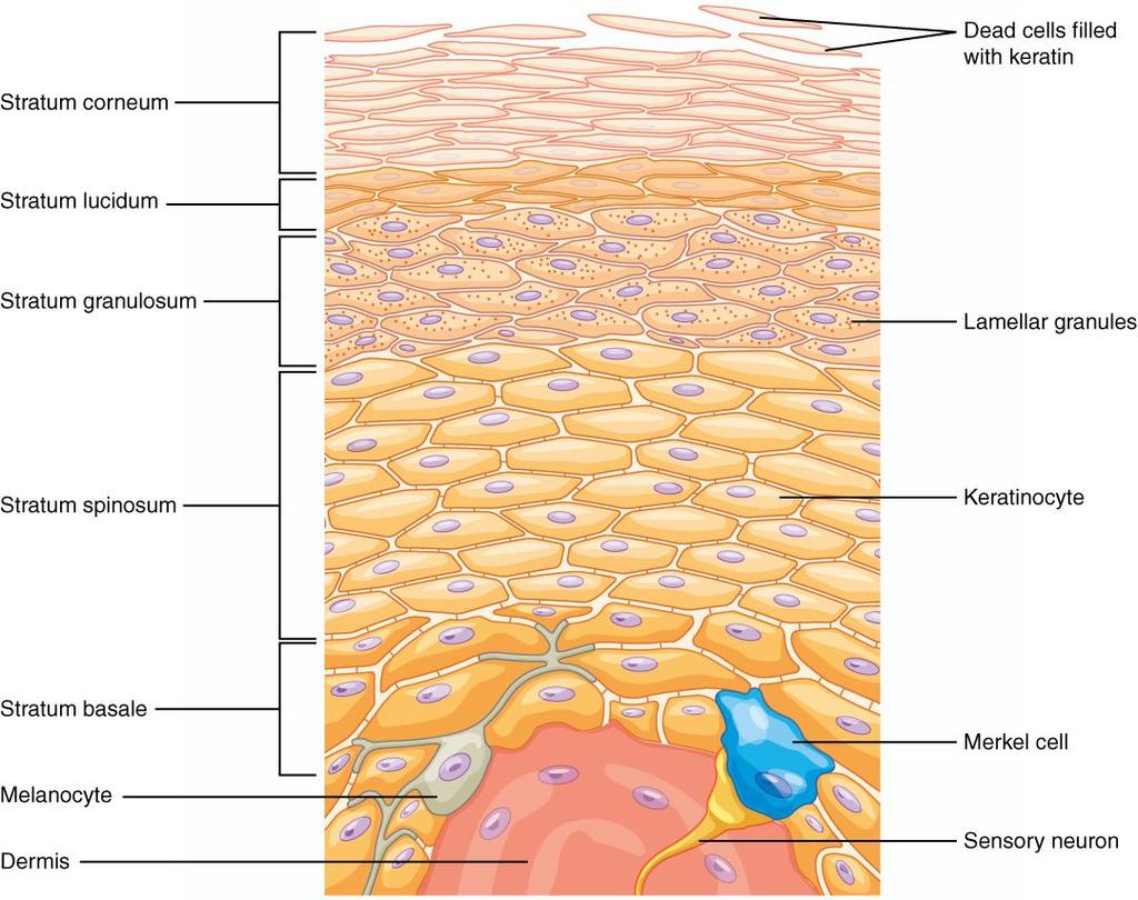 3.1.2.2 Škára (dermis, corium) Obr. 1: Vrstvy epidermis [7] Dermis je vazivová vrstva kůže umístěna pod epidermis, od které je oddělena bazální membránou.