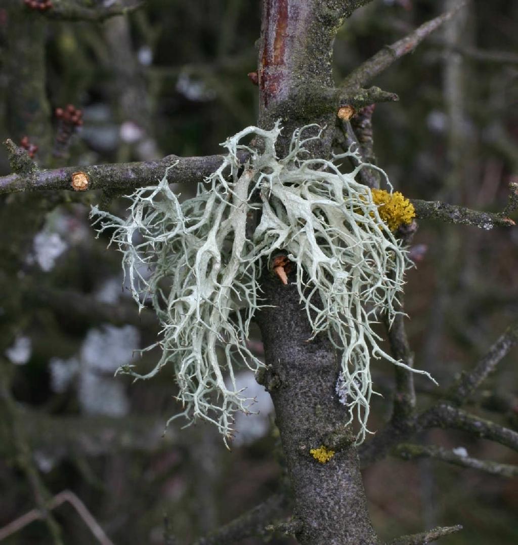 Fotografická příloha 2 Evernia divaricata vzácný