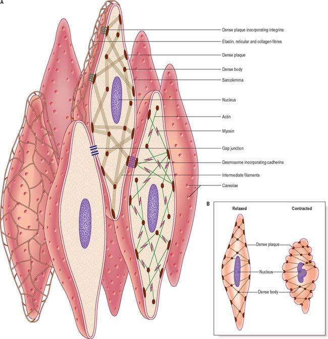 Aktivní vlastnosti cévní stěny http://www.biomech.tugraz.