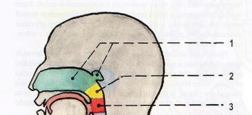 ŘEŠENÍ DYNAMICKÝCH CHARAKTERISTIK JEDNODUCHÝCH MODELŮ HLASIVEK 1 REŠERŠNÍ STUDIE 1.