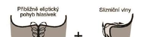 1 Rešeršní studie Vzniklý akustický signál vydávaný z našich úst je charakterizován: intenzitou (amplitudou kmitů), výškou (základní frekvencí), barvou (rezonujícími vyššími harmonickými frekvencemi).