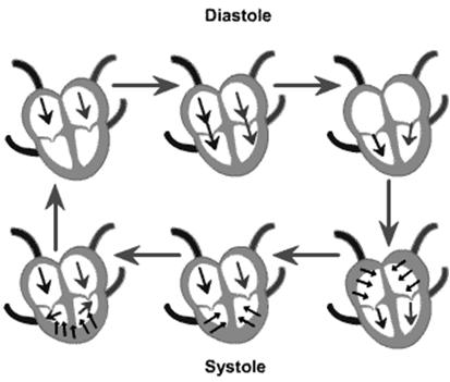 Systolické vs. diastolické srdeční selhání Diastola zvýšení plnících tlaků LK plicní kongesce Systola snížení dopředného výdeje - LCO Funkční klasifikace - NYHA klasifikace I.