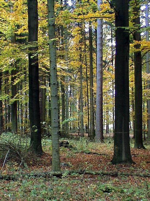 Les slovní základem dalších souvisejících pojmů Lesnictví Lesní Lesník Lesnictví - označení pro