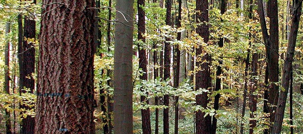 lesnický provoz - obhospodařování lesů,