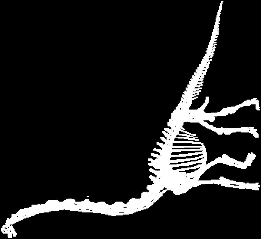 Jaký byl krevní tlak dinosaurů (zvětšující tlak přes alveolo kapilární membránu)?