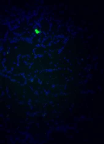 8: DAPI a BODIPY