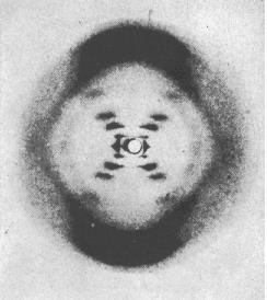 Dvoušroubovice DNA (sekundární struktura) Erwin Chargaff měl data o párování bazí, ale nedokázal je interpretovat (A=T, G=C, zastoupení báz se mezi různymi organismy liší) Rosalinda Franklinová