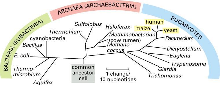 Strom života Bacteria, Archaea ~ 1.000-4.