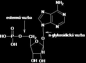 Nukleové kyseliny, DNA a RNA (primární struktura) Polymery spojené 3' - 5' fosfodiesterovou vazbou Základní složky nukelových kyselin (monomery) tvoří: 1.