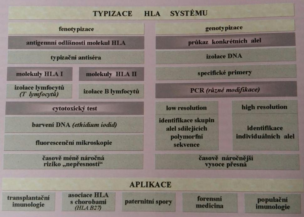 HLA polymorfismu je tedy užívána polymerázová řetězová reakce (PCR). Lokalizací jednotlivých polymorfismů lze poté sestavovat tzv. genetické mapy. [5] 2.