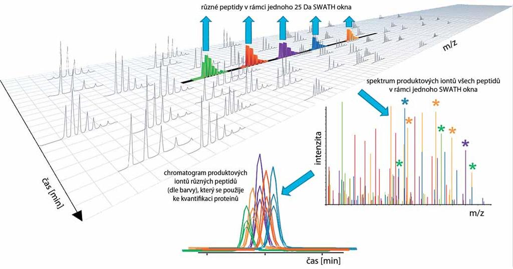 Obr. 2. Princip metody SWATH/HRM. Metoda je založená na kvantifikaci produktových iontů vzniklých fragmentací všech prekurzorových iontů (peptidů) v tzv. SWATH oknech.