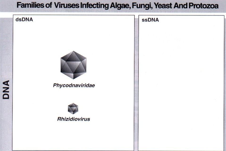 MORFOLOGIE VIROVÉ ČÁSTICE