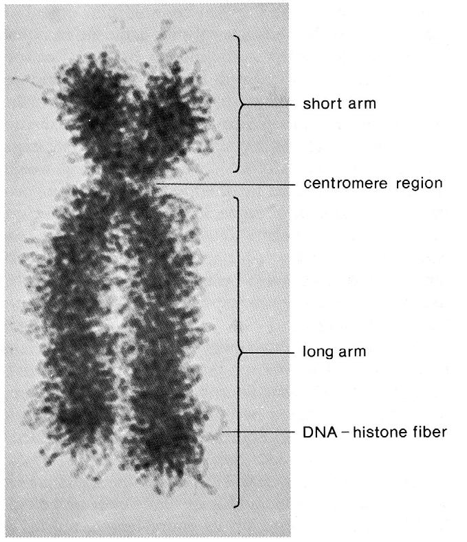 Lidské chromosomy morfologicky barvitelné pouze v průběhu mitózy nebo meiózy, kdy dochází ke