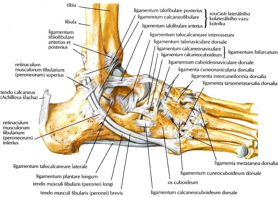 Ovšem žádný z nich se neupíná přímo na talus, který se pouze přizpůsobuje změnám polohy okolních kostí, se kterými je spojen četnými mohutnými vazy.