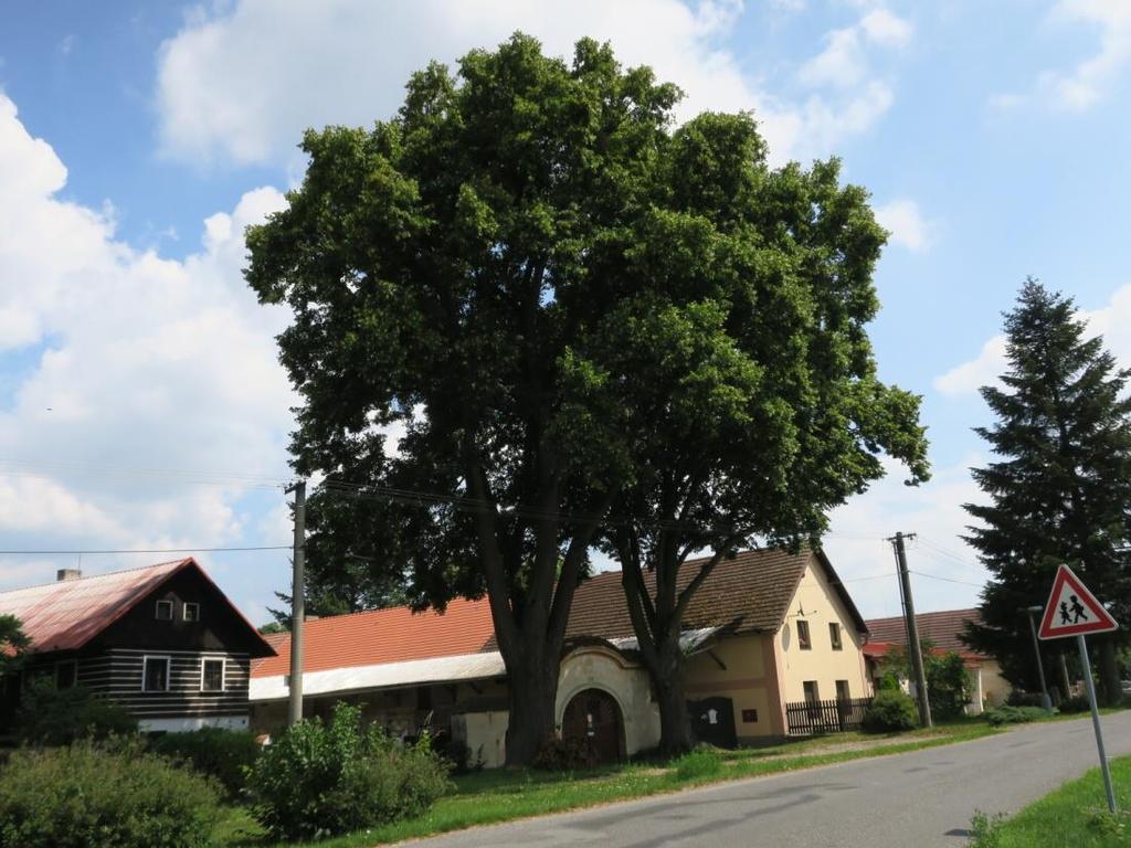 Prostorová role venkovské zeleně vyšší stromová zeleň se koncentrovala v centru obce - zdůraznění budovy kostela, vjezdů do stavení, ovocné stromy vytvářely prstenec zeleně přecházející do krajiny u