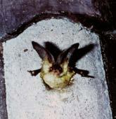 OCHRANA NETOPÝRŮ Informace Všechny domácí druhy netopýrů jsou bez výjimky ve svém početním stavu ohroženy a akutně ohroženy vyhynutím! Netopýři jsou od roku 1936 zákonem chráněni.