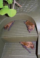 OCHRANA NETOPÝRŮ Univerzální budka pro netopýry 1FFH Netopýr rezavý Řez Netopýr rezavý Domácí netopýři jsou do značné míry odkázáni na životní prostor v lese.