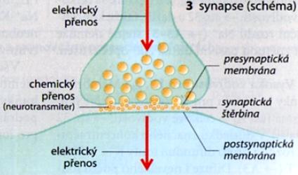 membrána drážděna, nebo tlumena. Synapse jsou navíc místem, na kterém může být neuronální přenos modifikován jinými neurony (Silbernagl 2004). Na Obr. č.