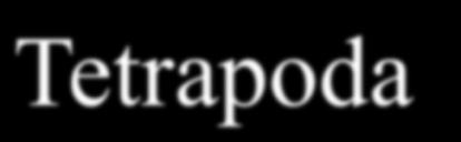 Ryby Pisces Sarcopterygii - nozdratí (Choanichthyes: dvojdyšní- Dipnoi, lalokoploutví- Crossopterygii a Tetrapoda) Actinopterygii paprskoploutvé ryby (Chondrostei - jeseteři, Holostei -