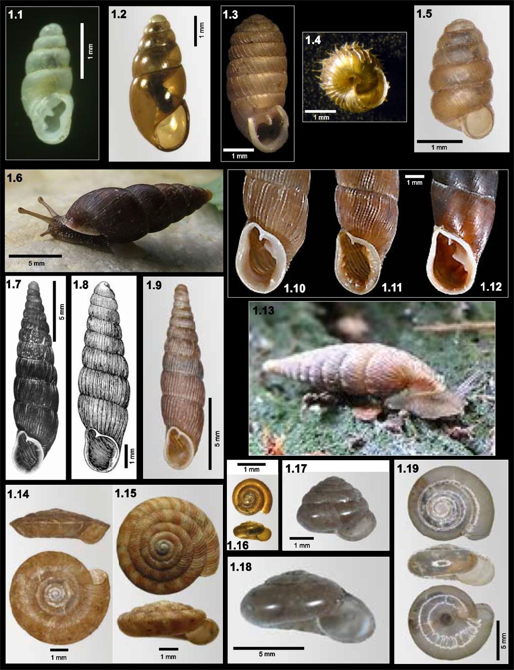 20. Oxychilus cellarius (O. F. üller, 1774) skelnatka drnová; 7e (Obr. 1.19). Plž žije v lesních sutích, pod kameny, na vlhkém úpatí skal, pod padlými kmeny nebo pod vyvrácenými pařezy.