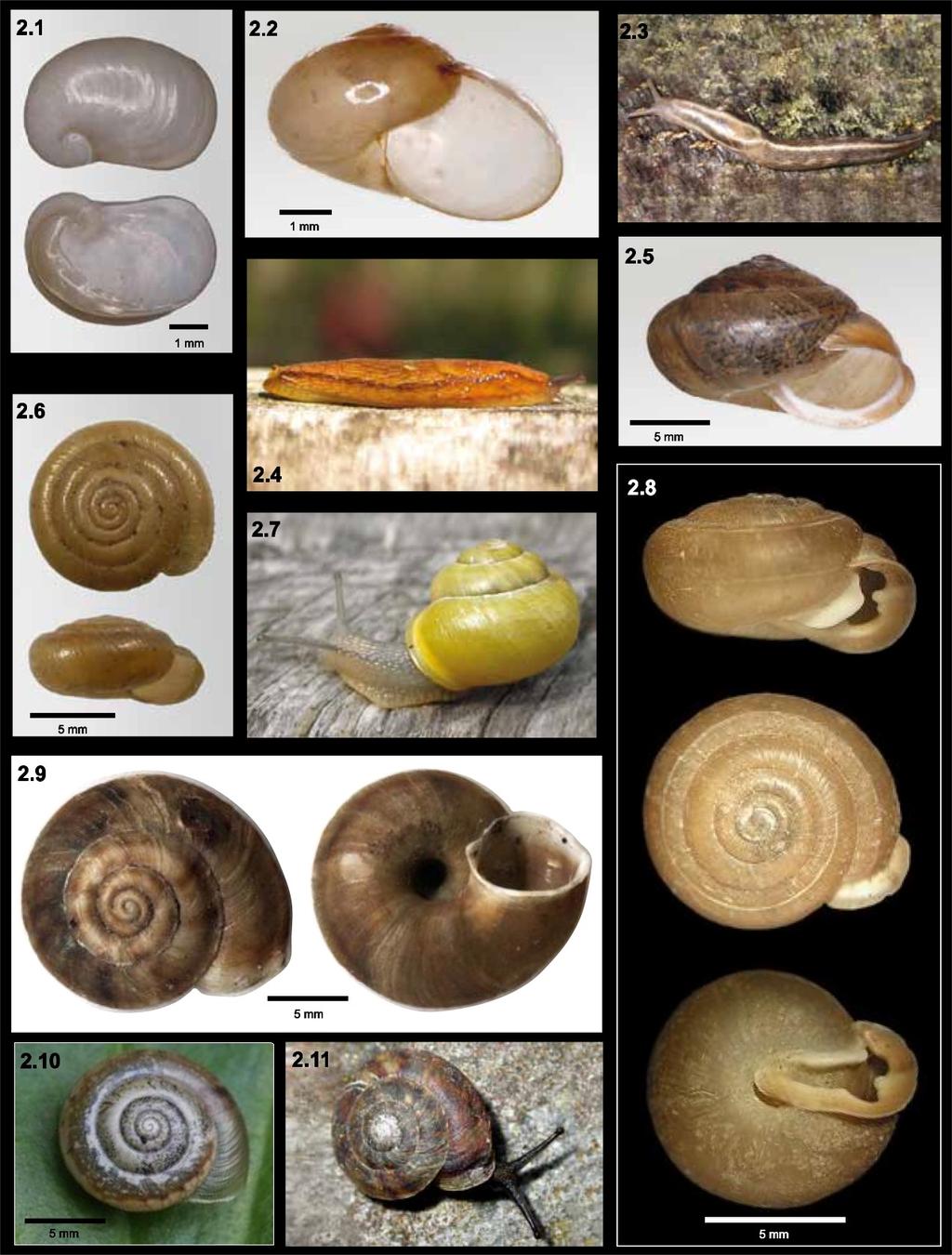 37. Urticicola umbrosus (C. Pfeiffer, 1828) žihlobytka stinná; 3W(h) (Obr. 2.10). Plž obývá vlhké údolní porosty, jedná se o význačný lužní druh.