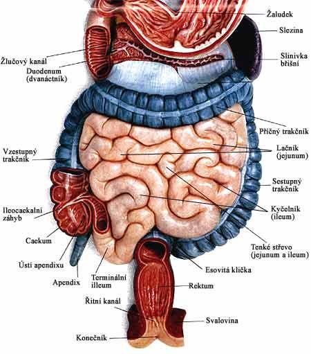 Příloha H: Anatomie tlustého střeva http://images.google.cz/imgres?imgurl=http://www.crohn.cz/images/zazivaci_trakt.jp g&imgrefurl=http://www.crohn.cz/colitiscrohn/print.