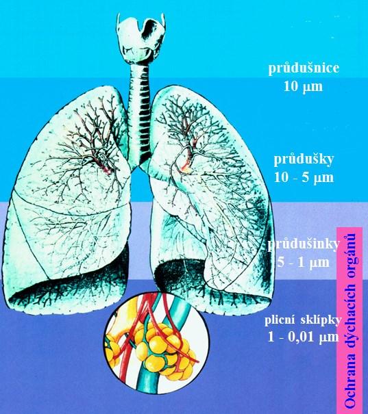 Problémem je resipirabilní krystalický oxid křemičitý Pro zhodnocení zdravotního rizika je důležitá skutečnost jak hluboko se částice dostanou do dýchacího ústrojí Vdechovatelnou frakcí prachu se