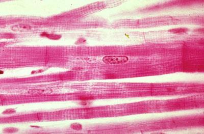 Histologie Vlastnosti srdečních buněk: excitabilita, kontraktilita, vodivost, automatičnost, rytmičnost Buňky převodního systému (primárně tvorba a vedení AP, sekundárně kontrakce) Buňky pracovního