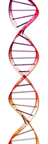 poškození DNA způsobené UV-C zářením a hydroxylovými radikály zobrazené v závislosti na době trvání