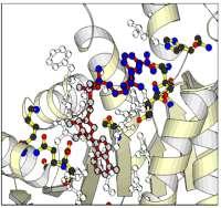 Thiamin B1 kofaktor (součástí 3 mitochondriálních komplexů při oxidativní dekarboxylaci), má roli v obraně před oxidativním stresem (vyšší B1 zvýší aktivitu GPx).