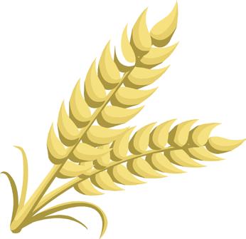 meziplodiny ostatní tritikale žito ječmen řepka pšenice TOBAK (B) Tobak je středně ranou až polopozdní odrůdou, která se vyznačuje absolutně bezkonkurenčním výnosem zrna.