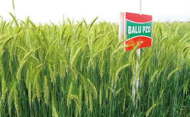 BALU PZO Německé ozimé tritikale žitného typu, registrováno v EU v roce 2012. Udržovatelem je Dr. Peter Franck Pflanzenzucht Oberlimpurg, DE. V Německu se jedná o 1.