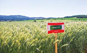 TRITIKÁLE OZIMÉ CLAUDIUS Raná až středně raná odrůda tritikale pšeničného typu pro krmné účely, registrované v ČR v roce 2015. Udržovatelem je NORDSAAT Saatzuch GmbH, DE.