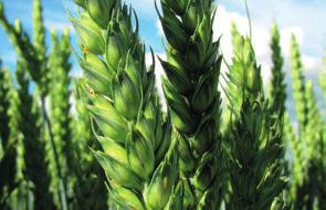 pšenice ozimá Zdravotní stav střední odolnost vůči padlí travnímu (6), rzi pšeničné (5) a braničnatkám na listu (5,5) vysoká odolnost vůči rzi plevové (8) střední odolnost vůči chorobám pat stébel a