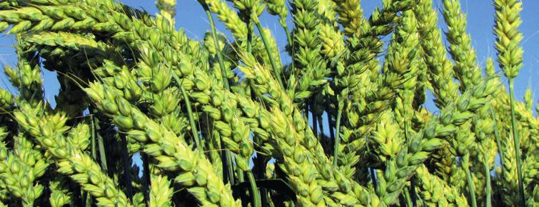 pšenice ozimá Lear pozdní krmná a oplatková Pšenice pro rekordní výnosy pozici nejvýnosnější pšenice v tříletém průměru registračních zkoušek BSA 2007 2009 v Německu potvrdila na provozních plochách
