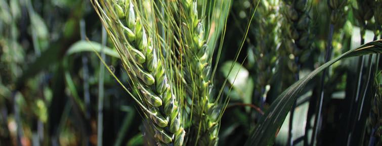 pšenice ozimá Altigo velmi raná pekařská kvalita chlebová Řeší problém se zvěří velmi raná osinatá potravinářská pšenice nejvýnosnější odrůda v tříletém průměru registračních zkoušek ÚKZÚZ 2008 2010