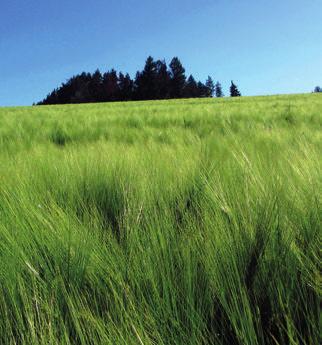 ječmen ozimý Agronomické vlastnosti polopozdní šestiřadá odrůda s vysokou odnoživostí krátké až středně vysoké rostliny odolné vůči poléhání velmi dobrá odolnost vůči vyzimování potvrzená ročníkem