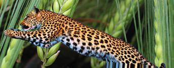 nejvýnosnější dvouřadá odrůda v ČR v registračních zkouškách ÚKZÚZ 2010 2012 velmi vysoký výnos poskytl Leopard v roce 2016 ve společnosti Agrodružstvo Tištín na