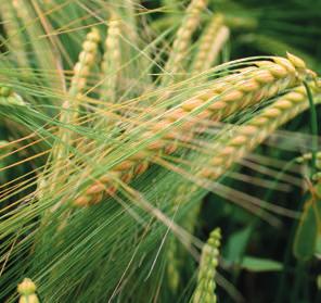 ječmen ozimý Agronomické vlastnosti polopozdní dvouřadá odrůda vysoká odnožovací schopnost a vysoký počet produktivních stébel nízké rostliny s velmi dobrou odolností vůči poléhání velmi dobrá