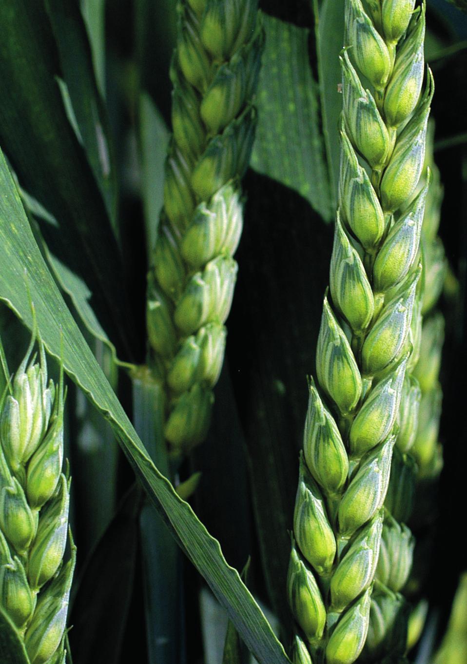 připravujeme Pšenice ozimá AIRBUS - NSA07-0025 odrůda ve třetím roce registračních zkoušek ÚKZÚZ v ČR a ÚKSÚP v SR v roce 2017