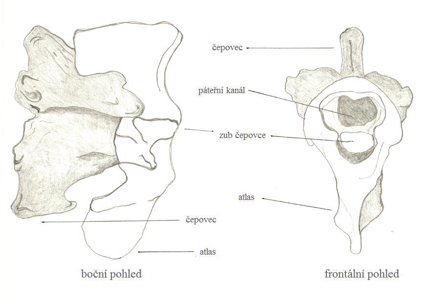 PTAČÍ KOSTRA A JEJÍ ZNAKY / AVIAN SKELETON AND ITS CHARACTERISTICS 7. Mozkovna ptáků.