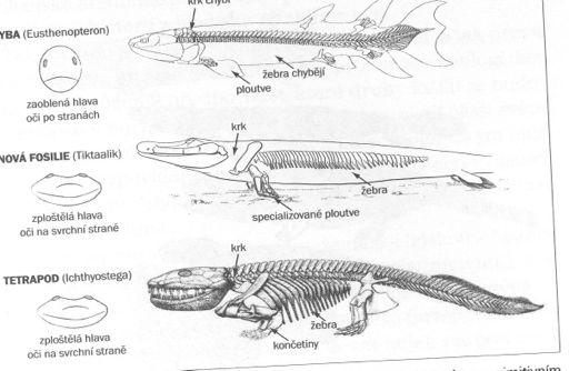 Tiktaalik (N Am