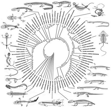 Stereospondyli Fraas, 1889 sensu Yates & Warren, 2000 Mastodonsauroidea Lydekker, 1885b