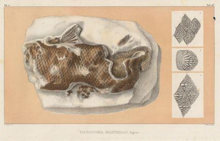 Sarcopterygii+ Sarcopterygyii Coelacantha (=Actinistia) Choanata