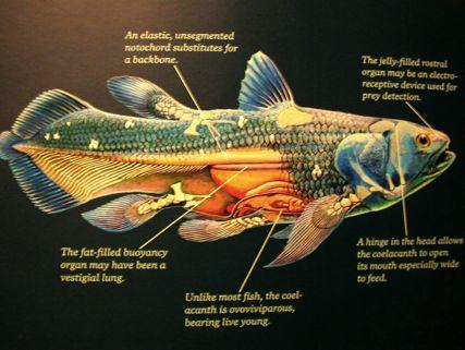 archipterigium Fosilní Coelacantha od devonu,