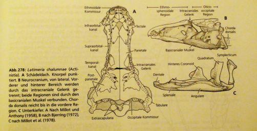 Anglie) Lebka latimerie: masivní rozvoj dermatokrania,